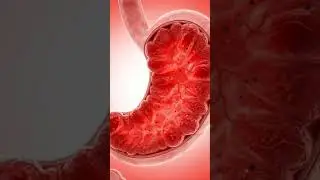 Human Digestive System in 3D | Educational Sandwich Eating Anatom sideffect#viralvideo#shorts#digest