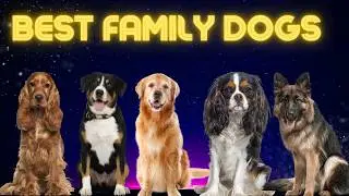 Top 10 Dogs that Make the Best Family Pets