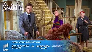 Samantha needs a dodo | Bewitched - TV show | Sony Pictures - Stream