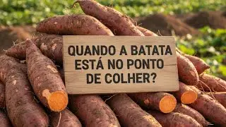 COMO SABER SE A BATATA DOCE ESTÁ NO PONTO DE COLHEITA?