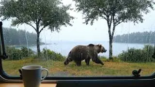 Bears Storm the Caravan From Calm Coffee to Chaos