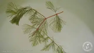 Eurasian Watermilfoil Invading the Iowa Great Lakes