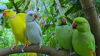 Amazing Ringneck Parrot Video