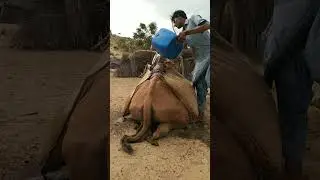 رجل يملأ جملًا بالماء في حرارة الصحراء الحارقة.#youtubeshorts