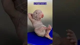 top five ugly animals in the world #top5ivezone #animals #ugly #popular #viral #rat #fish #monkey