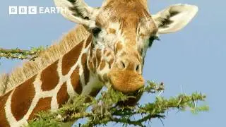 Soothing Animal ASMR on Kenyan Savannah | Animal ASMR | BBC Earth