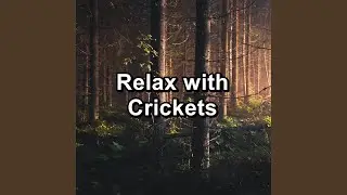 Calming Crickets for 8 hours for Babies