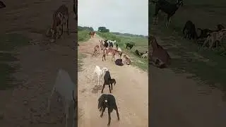 #telugusongs #song #trendingshorts #lifeisbutadream #got #desigoat