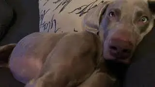 Weim Life