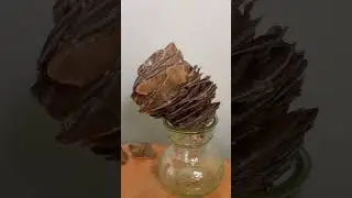 Cedrus deodara cone exploding