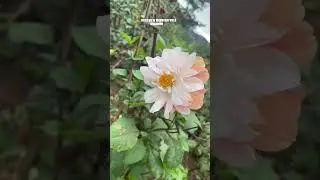 Hills View Mountain Villa Bukidnon #mountains #bukidnon #greenscenery #mountainview