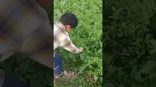Shalgam (Turnip) my agriculture land #shorts