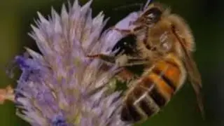 Plants that feed bees, butterflies, and hummingbirds: anise hyssop