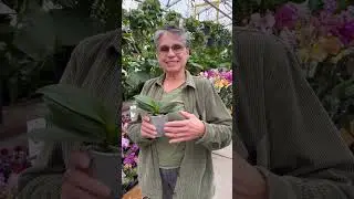 All About Orchids with Debra Knapke