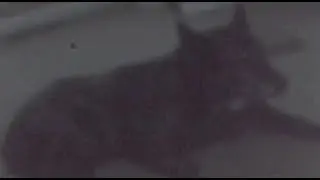 Camera Obscura - Sample of lensless video made using a low-cost, low-light video camera