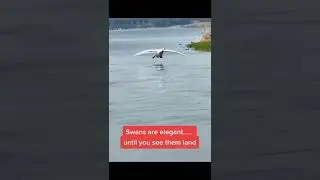 subscribe for daily animal content #shorts