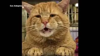 Clancy the FIV-positive Cat Loves to Talk, Finds Forever Home!