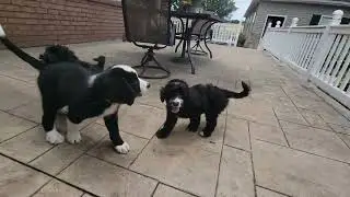 F2 mini bernedoodle puppies