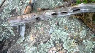 The wild flute of Whipple Hill