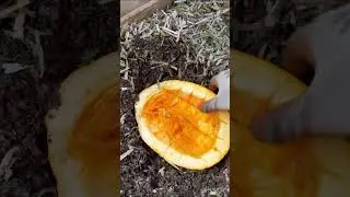 Vermicomposting: Do worms love pumpkin as a food source?
