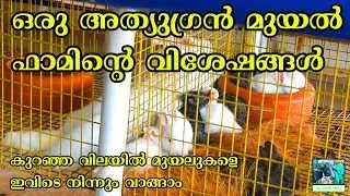 മുയൽ വളർത്തലിലൂടെ വൻ ലാഭം നേടാം എന്ന് തെളിയിച്ച ദമ്പതിമാരുടെ ഫാം വിശേഷങ്ങൾ| Rabbit farming Kerala