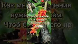 Христианская песня: долготерпение: Автор слов: (Vera Hibert) Исполнитель: (Suno Ai (PRO))