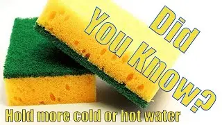 Rapid Lesson: Sponges Hold More Cold Water Than Hot Water