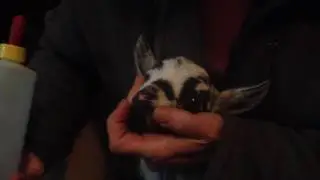 How to bottle feed baby goat that never had bottle before