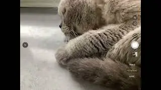 Kedi sevme videosu 2
