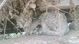 Cute cat 🐈🐈#cat #catvideo #funny #shorts #aicatstory #ai #aiart #shortsfeed #cartoon #viral #trend