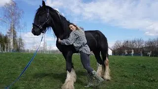 Виола и Джеймс день 9 моют ПРИЧЁСКУ новое седло и подушечку Horse Tinker, Shire, цыганский початок