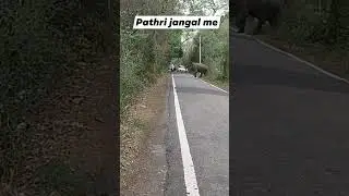 ek mota hathi #bullylive #funny #comedyfilms #viral #sherapitbull #automobile
