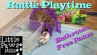 Rat Playtime