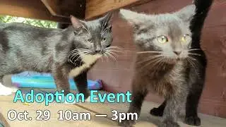 ADOPT, DON'T SHOP - October 2022 Adoption Event - ASAP Cats