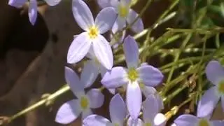 Bluets (Hedyotis caerulea)