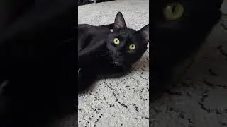#happy #cat #pets #смешные #funny #catlover #animals #love #kitten #кот