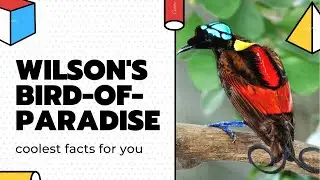 Wilson's Bird-of-paradise facts 🦜