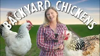 A Brief History of Backyard Chickens