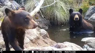 Adorable Black Bear Cub with Mom Trail Camera Video