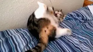Clumsy Cats Falling off Bed