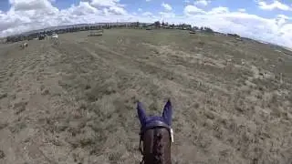 Indy Horse-Windy Wyoming-Training Level Cross Country
