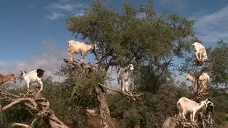 Why are there goats in the trees?