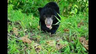 Sun Bear Rescue | Save the Sun Bears | BSBCC