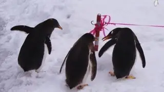 お散歩大好き！ヒモ大好き！