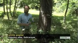 Trees with Don Leopold - white poplar