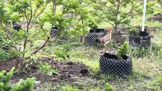 Morning Farm Sounds in Countryside Vietnam 🐓🌿