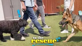How do you keep your dog calm on a leash? | Brad Bevill Tips #ToTheRescue