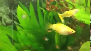 Yellow Comet Platy