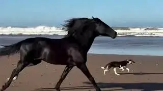 Horses Being Absolute LEGENDS 🐎✨