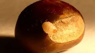 Chestnut weevil larvae emerging from nut